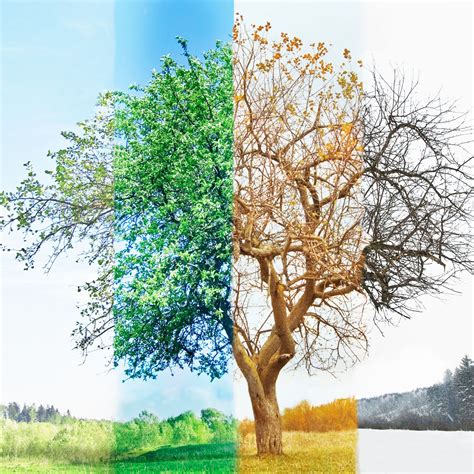Four seasons in a year image